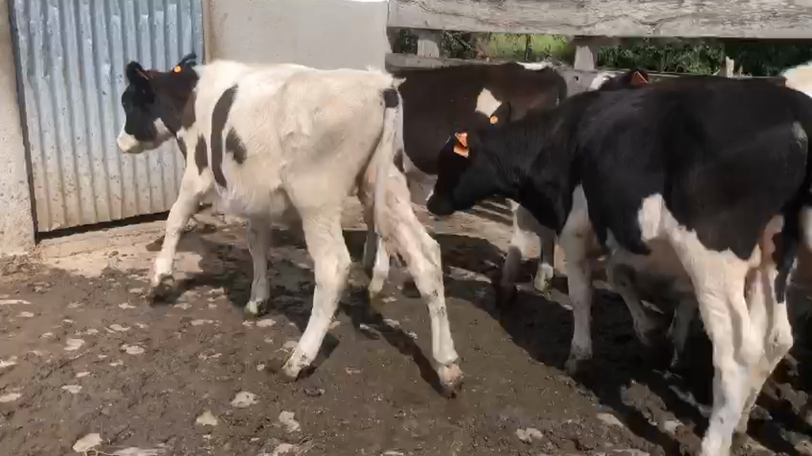 Lote 7 Terneros Holando a remate en Pantalla Camy en Pavon