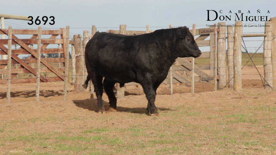Lote TOROS PUROS DE PEDIGREE