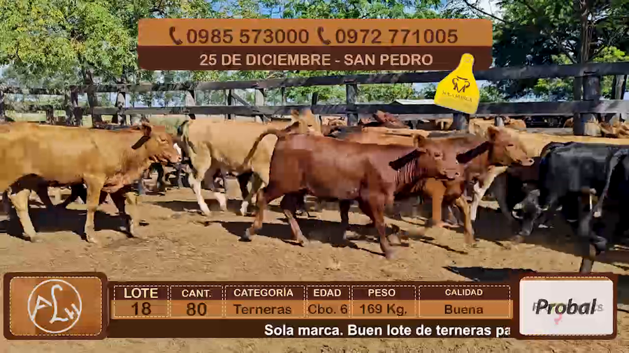 Lote Lote 18
