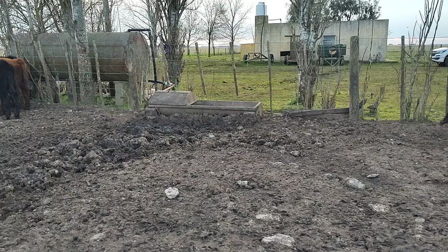 Lote 31 Terneros en Olavarría