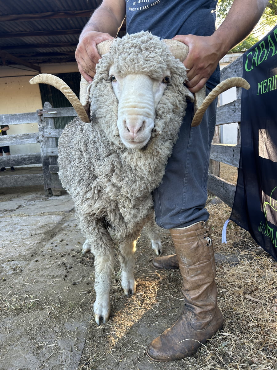 Lote Borrego 4/6D (MO: Si)