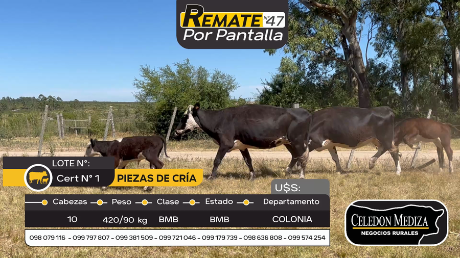 Lote 10 Piezas de cría en Otra Localidad, Colonia