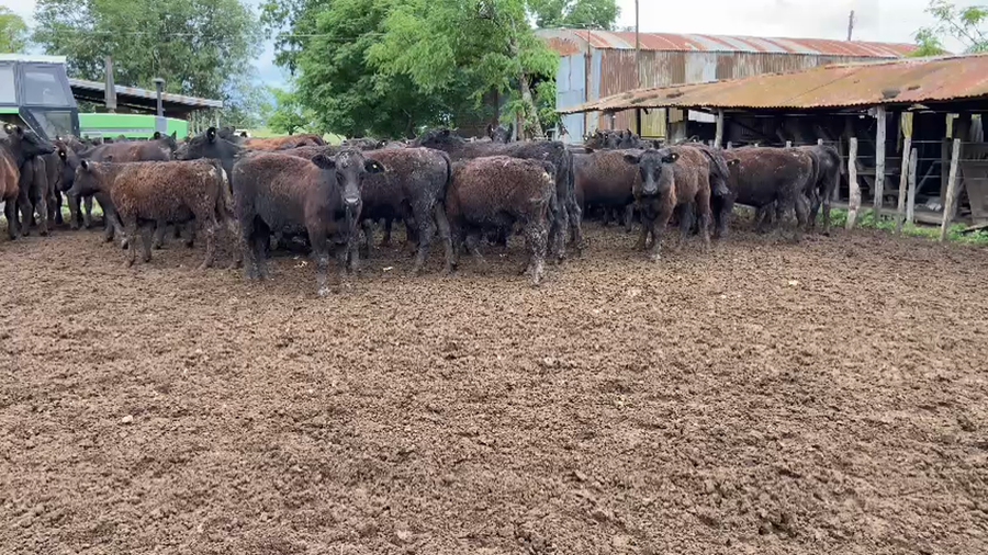 Lote 62 Novillitos