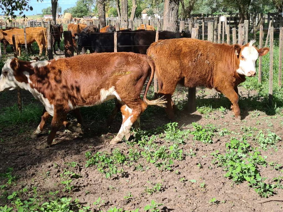 Lote 3 Vaquillonas en Gral. Lamadrid, Buenos Aires