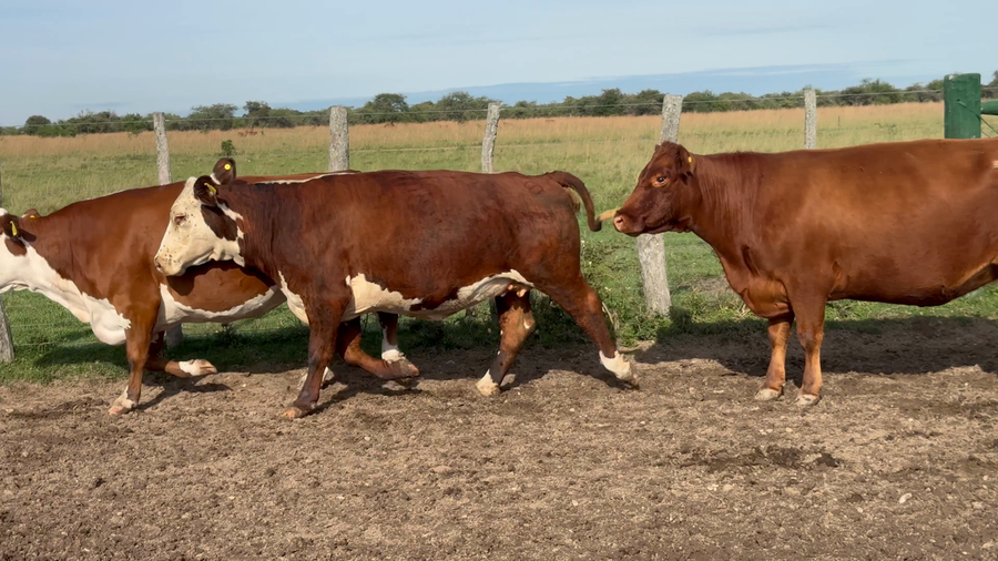 Lote 9 Vacas faena en Corrientes, Bonpland