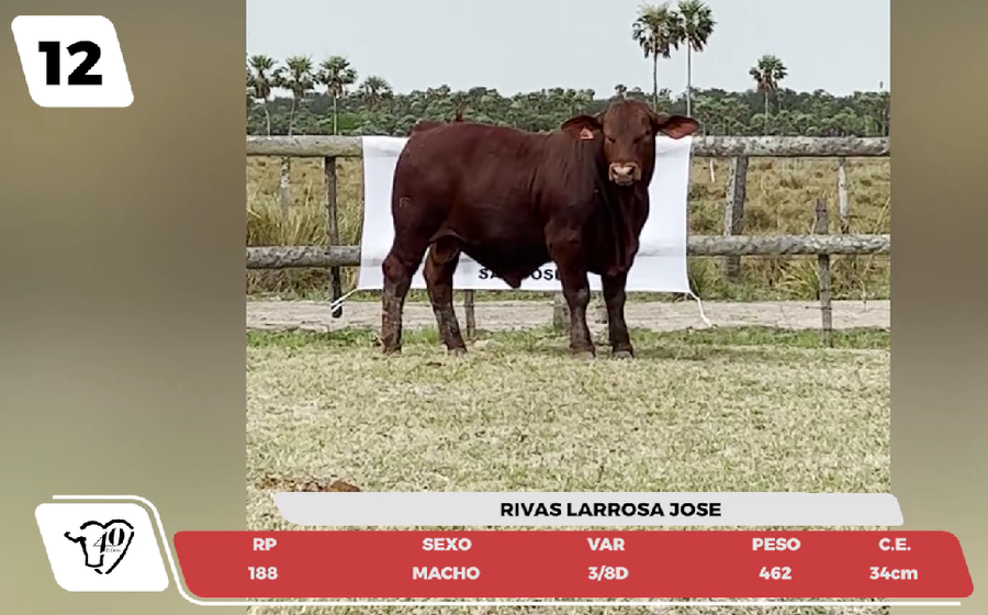 Lote LOTE 12- JUNIOR