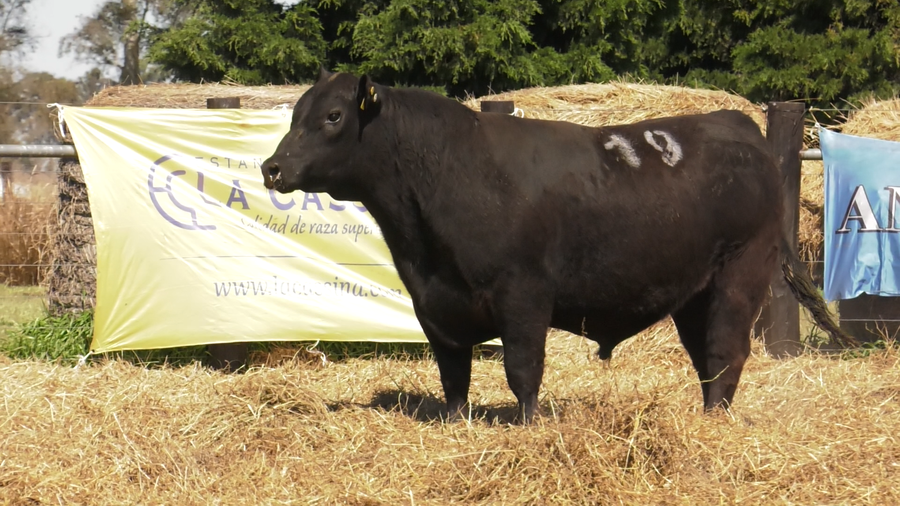 Lote TOROS ANGUS PURO CONTROLADO