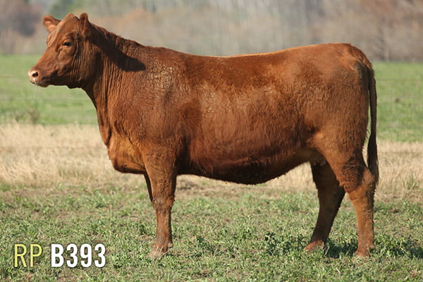 Lote 4 VAQUILLONAS PREÑADAS 2 PURAS DE PEDIGREE Y 2 SIN PEDIGREE