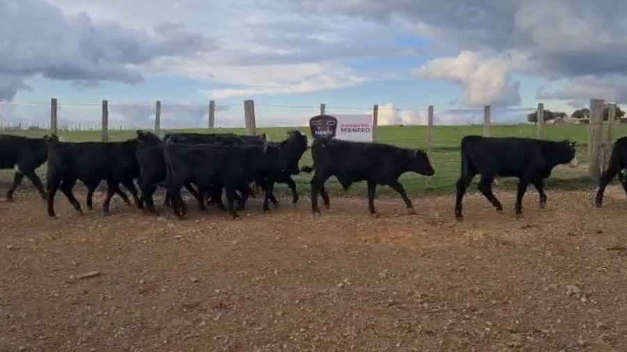 Lote 28 Terneros Carnicera a remate en PARADA DEL TERNERO 142kg -  en Parada fariña