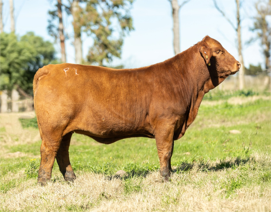 Lote SANCHA FOCKER MELLIZA 82-2