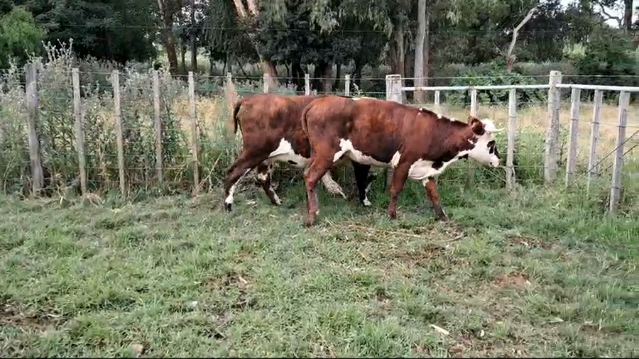 Lote VACAS / VAQUILLONAS NORMANDO