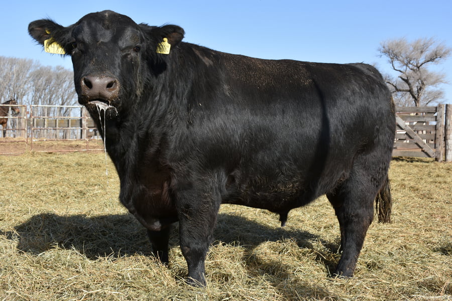 Lote TOROS (Corral 3)