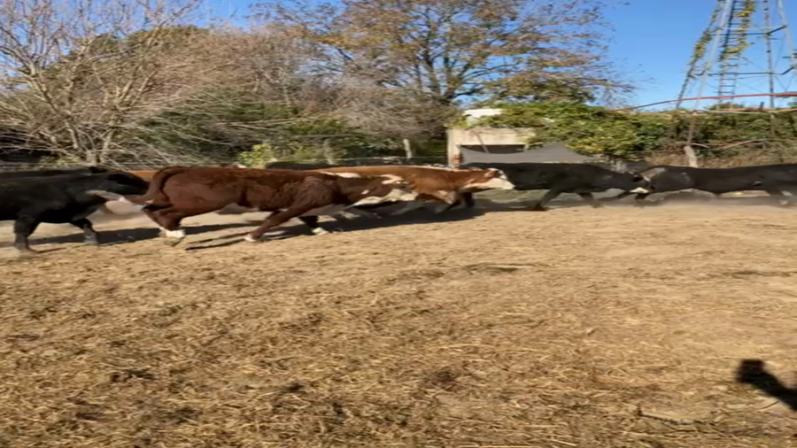 Lote 100 Novillitos Braford, Brangus y sus cruzas en Nelson, Santa Fe