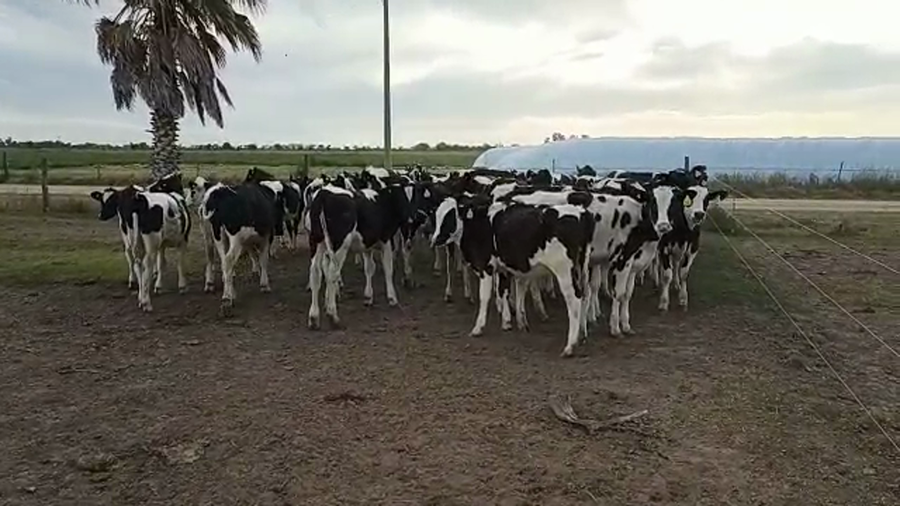 Lote 40 Terneros Holando Argentino en Brinkmann, Córdoba