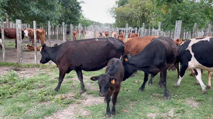 Lote 16 Piezas de cría