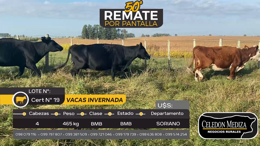 Lote 4 Vacas de Invernada en Otra Localidad, Soriano