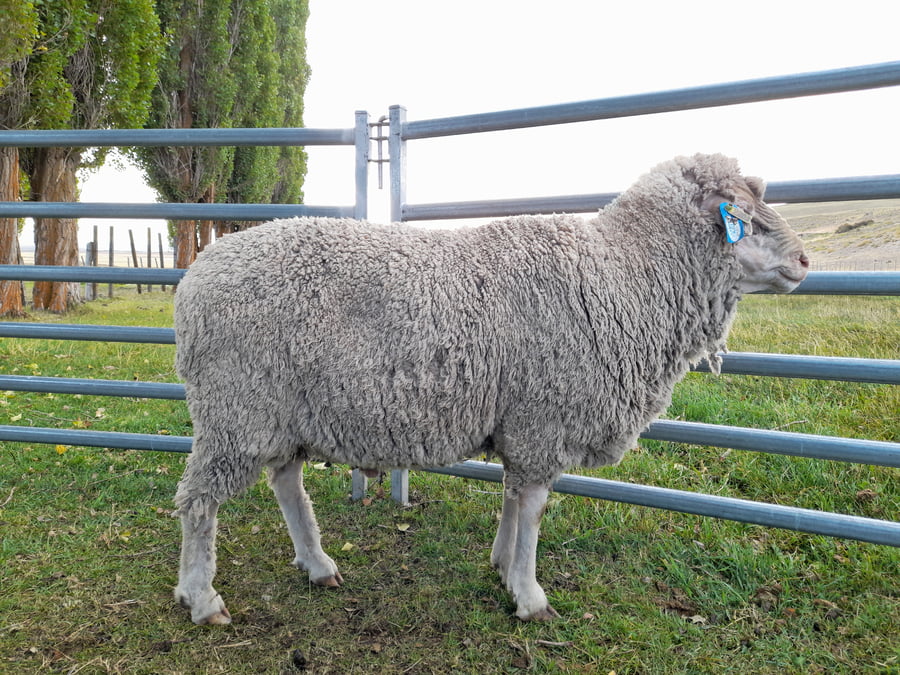 Lote Carnero TOP A, 18-0521