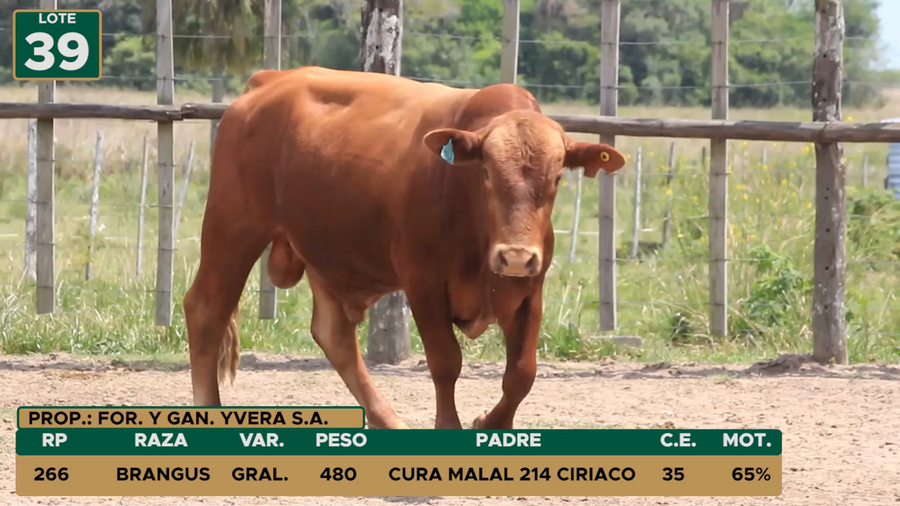 Lote TOROS LOTE 39