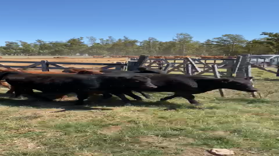 Lote 80 Terneros/as en arboledas, Buenos Aires