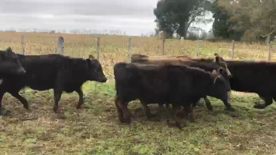 Lote 43 Terneros/as