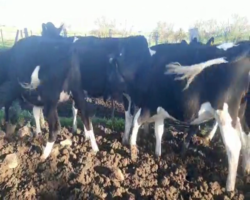 Lote 5 Vaquillonas  HOLANDO a remate en Pantalla Aniversario 450kg - , San José