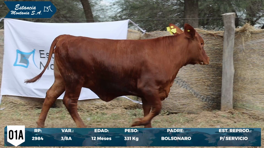 Lote LOTE 1 A