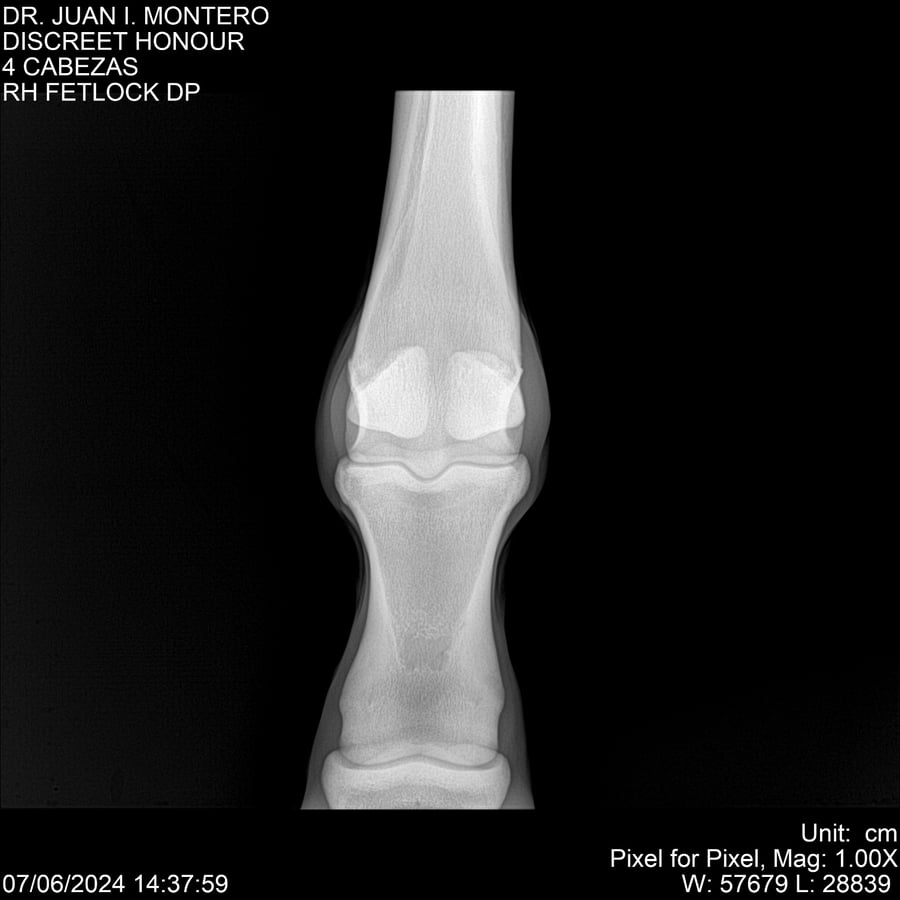 Lote DISCREET HONOUR