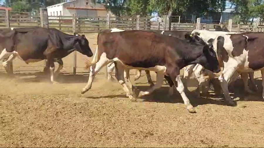 Lote 35 novillos holando