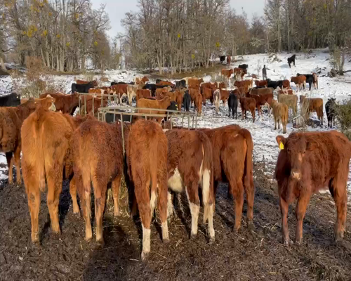 Lote 90 Ternera en  Coyhaique, XI Región Aysén