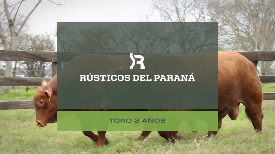 Lote Toros