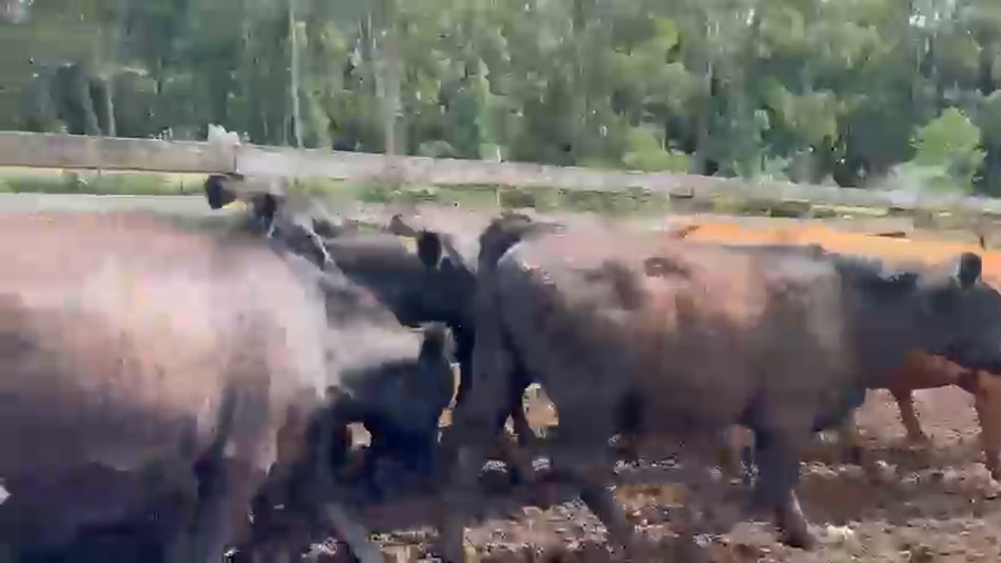 Lote 110 Novillo Engorda en Futrono, XIV Región Los Ríos