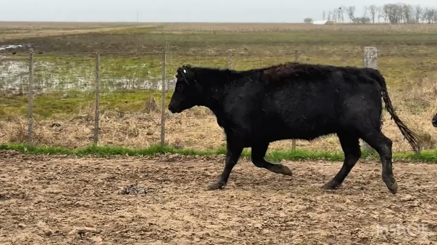 Lote 34 Vacas nuevas C/ gtia de preñez