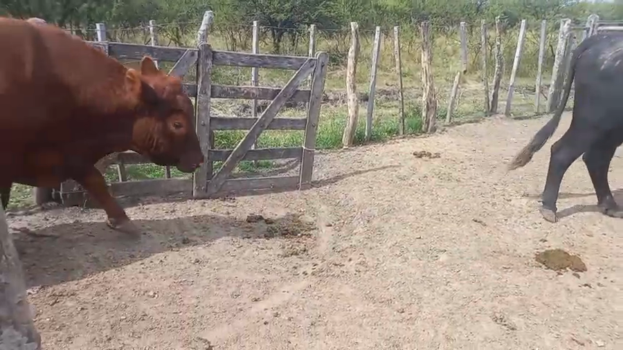 Lote 4 Toros de invernar