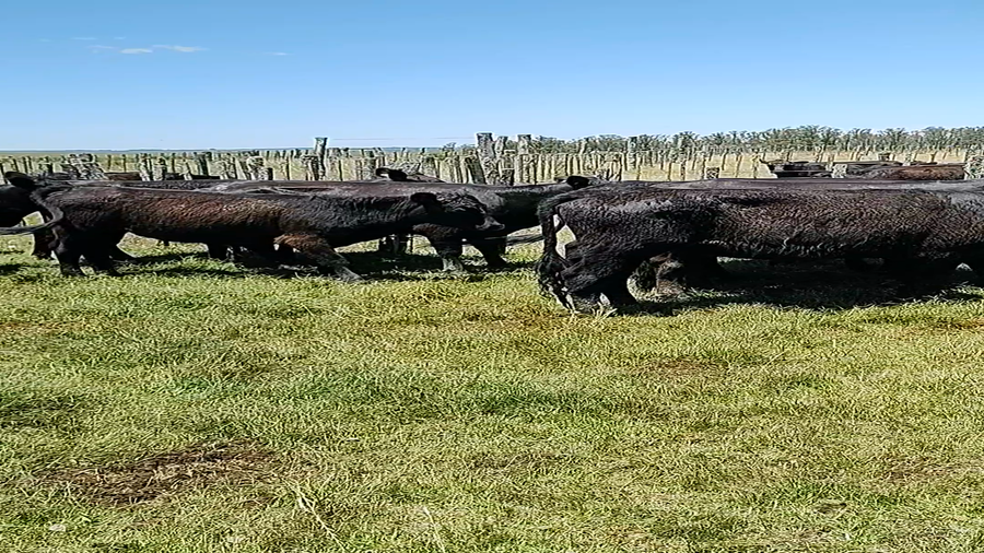 Lote 28 Vaquillonas más de 2 años en Tupambaé, Cerro Largo