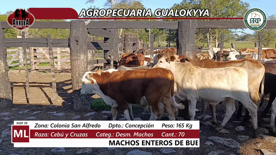 Lote Agropecuaria Gualokyya