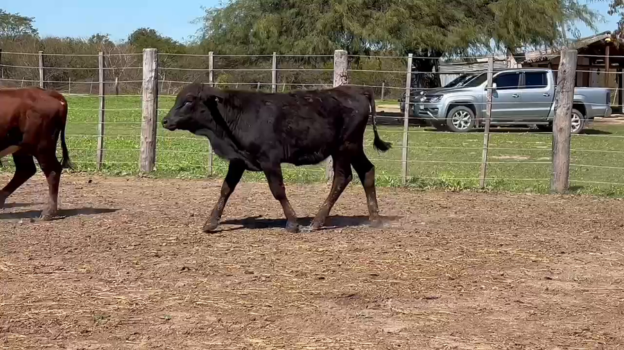 Lote 115 Terneros en Chaco, Gral. San Martín