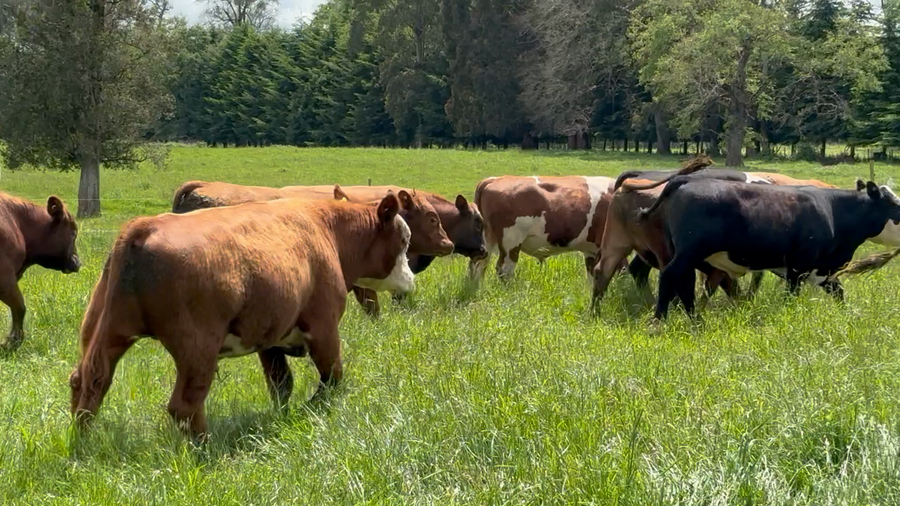 Lote 50 Novillo Engorda en Purranque, X Región Los Lagos