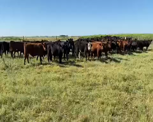 Lote 55 Novillitos en Roque Pérez, Buenos Aires