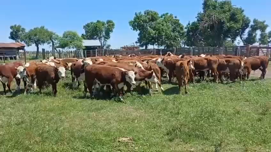 Lote 60 Terneros
