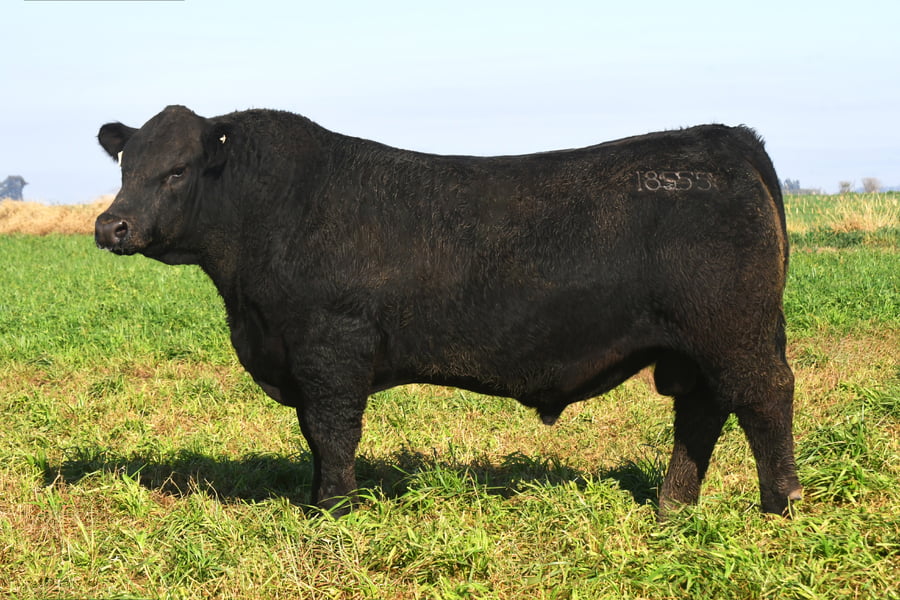 Lote RP 18555 - TOROS PP ELITE