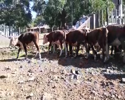 Lote 30 Novillos en Artigas