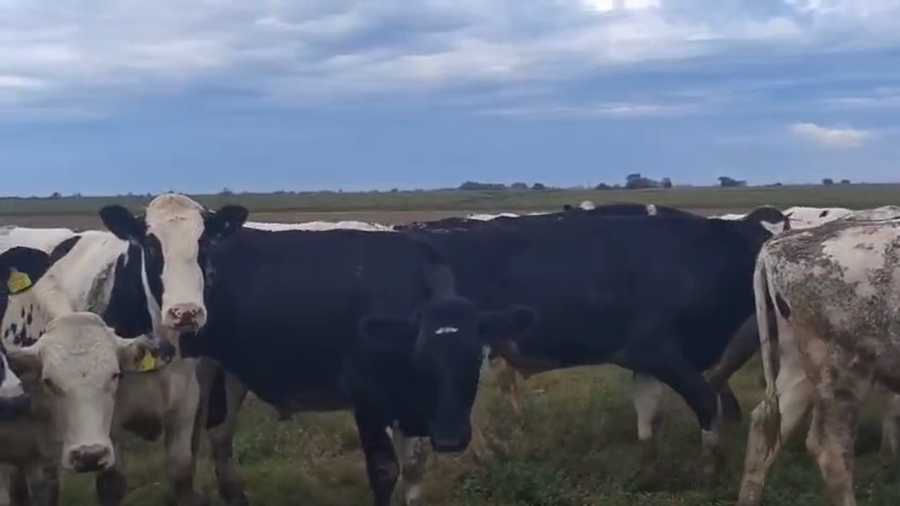 Lote 40 Novillos de Feed lot Holando Argentino en Llambi Campbell, Santa Fe