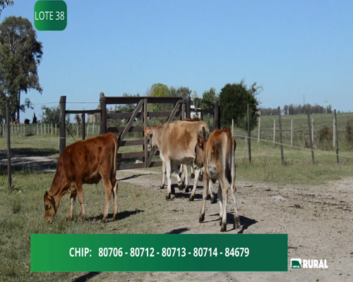 Lote TERNERAS JERSEY