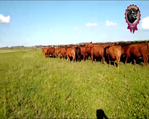 Lote 37 Vaquillonas c/Gtia de Preñez