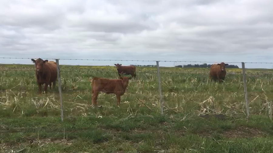 Lote 45 Vacas medio uso C/ cria
