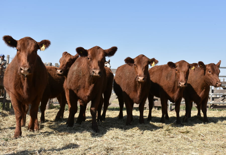 Lote HEMBRAS PURAS CONTROLADAS(COLORADA)(Corral 58)