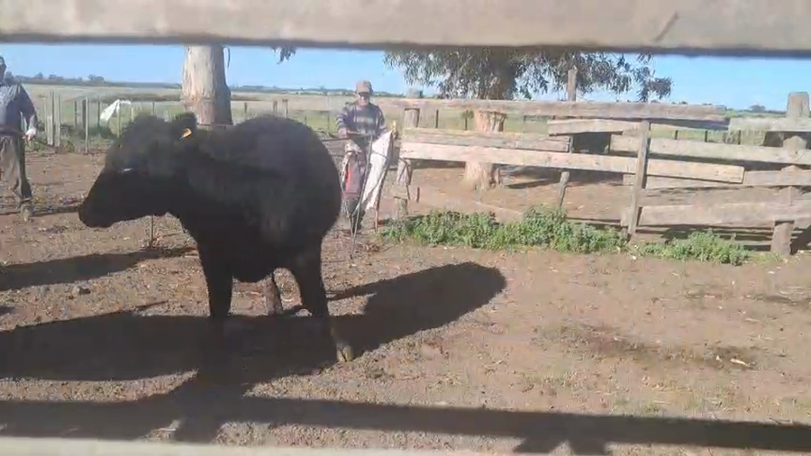 Lote NOVILLOS Y VAQUILLONAS 1a2 AÑOS