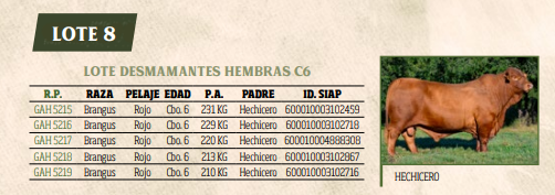 Lote LOTE 8