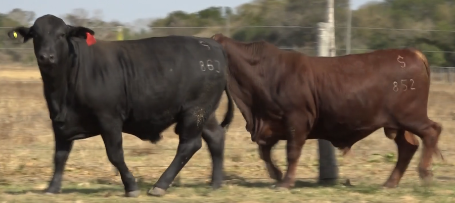 Lote TOROS(CORRAL 2)BRANGUS "CABAÑA DON ADRIANO"