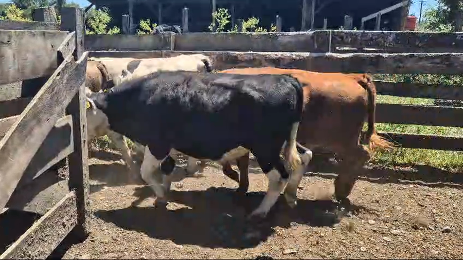 Lote 19 Novillo Engorda en Mariquina, XIV Región Los Ríos